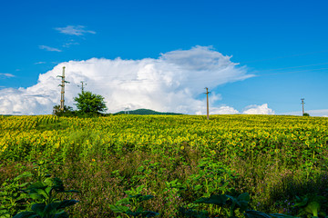 Sunflowers field