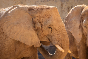 strong, close-up, savannah, wild, elephant, animal, nature, africa, wildlife, botswana, african, closeup, ivory, mammal, big, jungle, face, tusk, trunk, portrait, one, large, close, female, head, sava