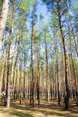 pine forest blue sky sunny day