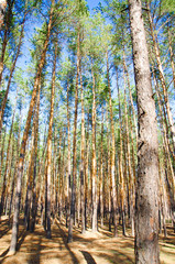 pine forest blue sky sunny day