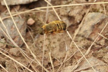 Abeille en plein vol