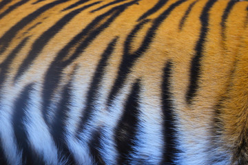 Sumatran tiger Skin Texture