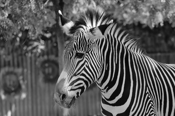 Fototapeta na wymiar Zebra, animal, portrait, wildlife