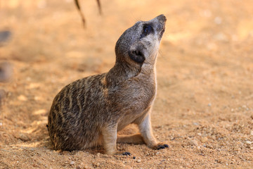 Suricata, Meerkat sitting on the sand in a savana in Africa