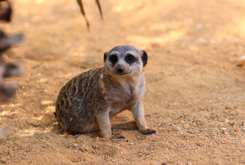 Suricata, Meerkat sitting on the sand in a savana in Africa