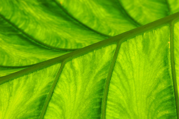 Creative tropical green leave layout. Nature spring concept.