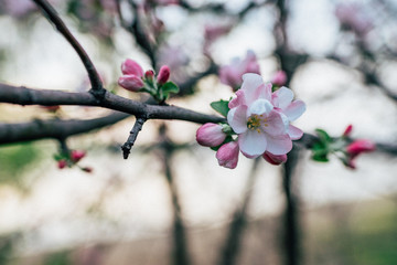 Flowering apple tree