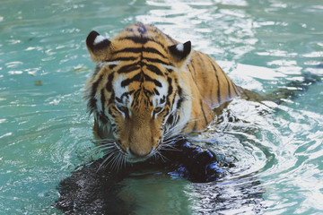 Sumatran tiger swim in a pond