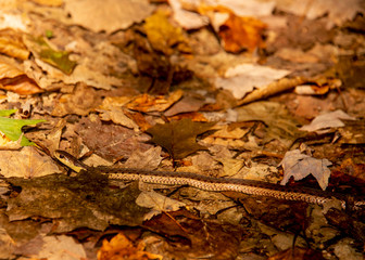 Garter Snake in the fall forest autumn leaves