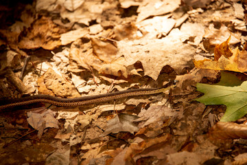 Garter Snake in the fall forest autumn leaves
