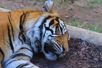 Fototapeta premium Sumatran tiger sleeping in a shadow in the savannah