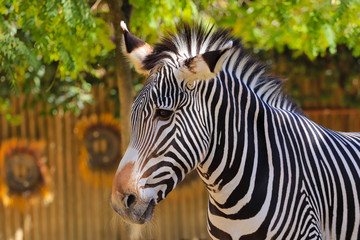 Fototapeta na wymiar Zebra, animal, portrait, wildlife