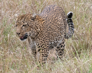 Leopard in grass
