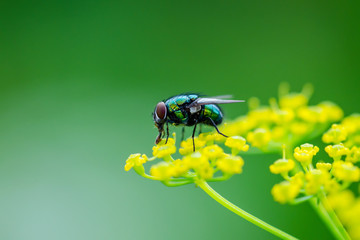 Exotic Drosophila Fly Diptera Parasite Insect on Plant Green Grass Macro
