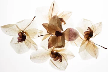 Deurstickers stilleven orchidee © Peter