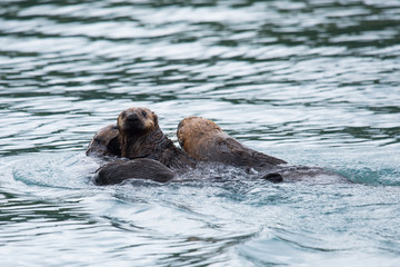 Fototapeta premium Geselligkeit - Seeotterfamilie beim Spielen vor der Küste Katmais