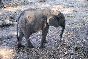 Baby elephant in Mana Pools National Park, Zimbabwe
