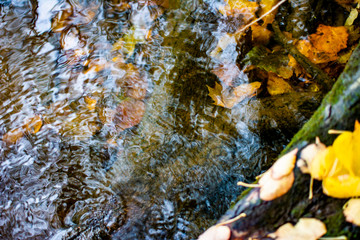 autumn leaves in water