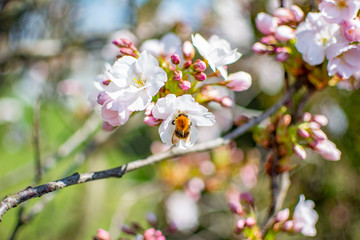 Fototapeta na wymiar flowers of cherry tree
