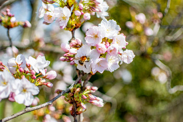 cherry tree blossom