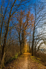 Fototapeta na wymiar Trail along fall trees alley with blue sunny sky