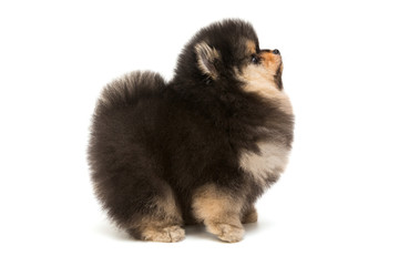 Obraz premium Black Pomeranian puppy side view