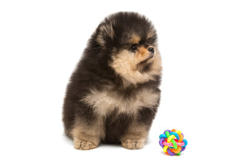 Black Pomeranian puppy and ball