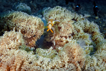 Fototapeta na wymiar Clown fish swimming in its anemone.
