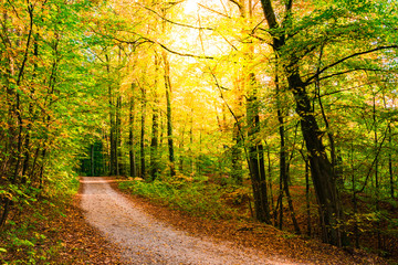 Golden fall forest, dirt road with sun shine through trees 