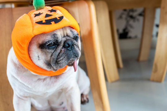 Portrait of cute pug dog wearing halloween hat with tongue sticking out