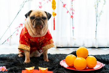 Portrait of Cute Pug Dog wearing a red cheongsam Chinese traditional Cloths. Welcome for Happy Chinese New Year 2020 with Oranges and Gold bar