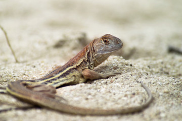 Small lizard on the sand on a Sunny day. Close up.