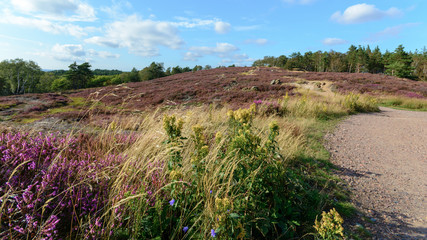 Green trees with blue sky in the backgound and pink red violet heather as foreground