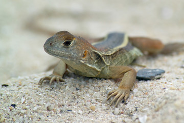 Small lizard on the sand on a Sunny day. Close up.