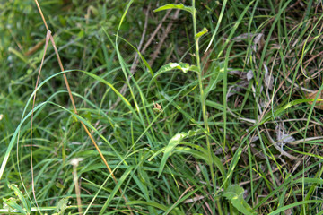 La trappola invisibile