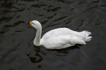 Small white Swan, Cygnus bewickii, swimming in the pond. Birds, ornithology, ecology.