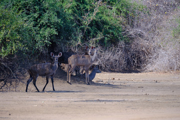 Kudu in Mana Pools National Park, Zimbabwe