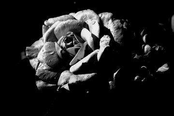 Rose in the dark