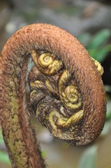 Unfurling Fiddlehead Fern
