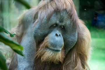 Portrait of a Sumatran orangutan, Pongo pygmaeus abelii, brooding against a backdrop of greenery. Fauna, mammals, primates, ecology.