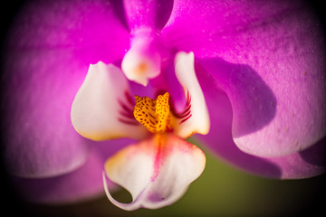 Plakat Orhid flower