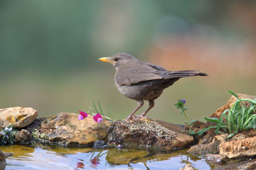 Common blackbird (Turdus merula) perched by the water