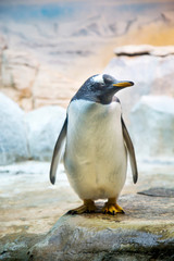 Subantarctic penguin or Papuan penguin, Pygoscelis papua, sad standing with lowered Bird wings, ornithology, ecology.