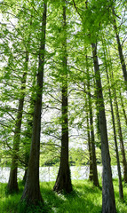 Obraz premium Mammutbäume