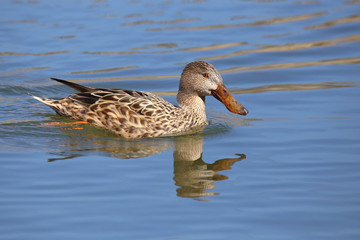 Close-up of a northern shoveler (Spatula clypeata) female swimming