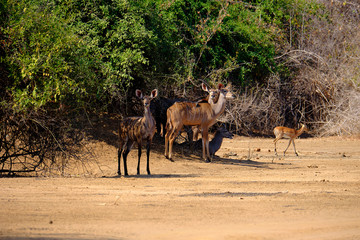 Kudu in Mana Pools National Park, Zimbabwe