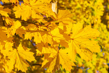 Branch with yellow leaves against the sunlight. Autumn tree. Beautiful autumn.