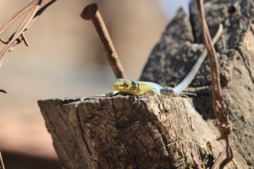 lagartija tomando sol