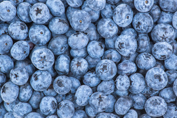 Fresh Blueberry Background. Texture blueberry berries close up. Various fresh summer berries. Blue food.