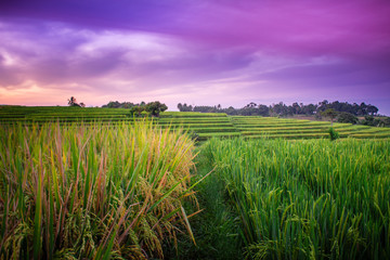 indonesia travel destination, morning sunrise sky with beauty color of rice fields